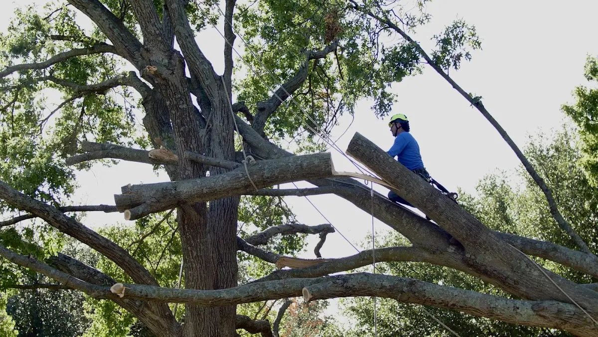 Professional Crown Thinning performed by certified arborists in Augusta